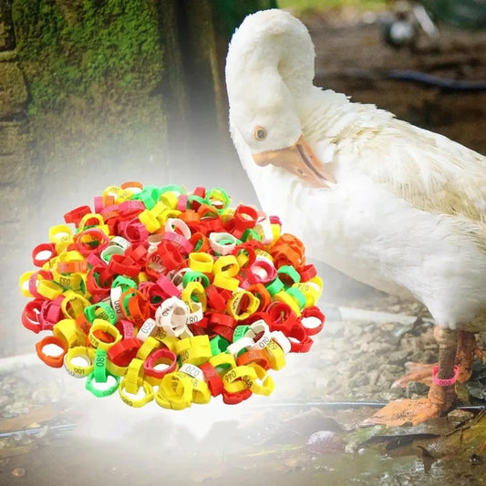 🐓🔢 Állítható, pattinthatós baromfi lábgűrű ✨🐔 Számozott, állítható baromfi lábgyűrű!