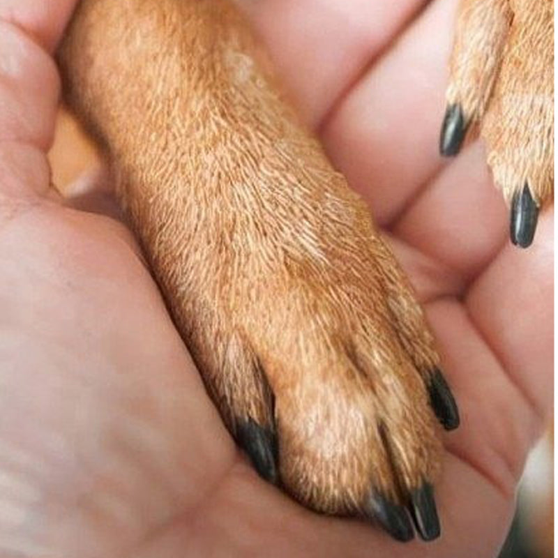 🐾 Stresszmentes körömápolás – Ergonomikus fa nyél + cserélhető csiszolópádok – 😌Kutyáknak, macskáknak egyaránt！