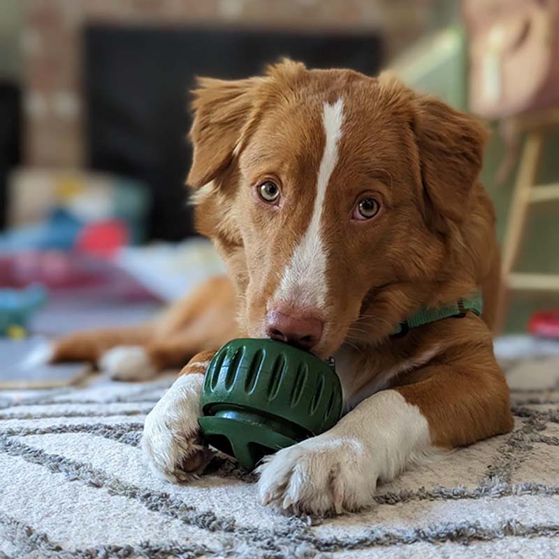 💕🐶Szilikon lassú etető kutyajáték 🐕🧊Fagyasztható jutalomfalat készítő szett – Biztonságos szilikon, mosogatógépben tisztítható!