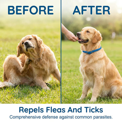 🎁1+1 INGYEN (2 db)🐕🌿Természetes illóolajos bolha- és kullancsriasztó nyakörv – Akár 8 hónapig tartó védelem! 🛡️✨