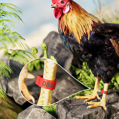 🐓🔢 Állítható, pattinthatós baromfi lábgűrű ✨🐔 Számozott, állítható baromfi lábgyűrű！